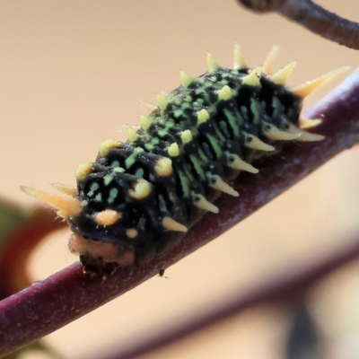 Doratifera casta (Black Slug Moth) at Wodonga - 3 Feb 2024 by KylieWaldon