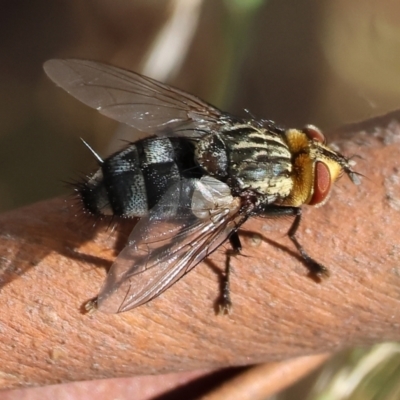 Sarcophaga sp. (genus) at Wodonga - 3 Feb 2024 by KylieWaldon