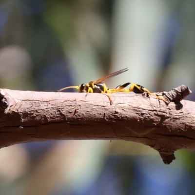 Sceliphron laetum at Wodonga - 2 Feb 2024 by KylieWaldon