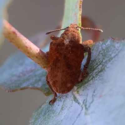 Gonipterus sp. (genus) (Eucalyptus Weevil) at Wodonga - 2 Feb 2024 by KylieWaldon