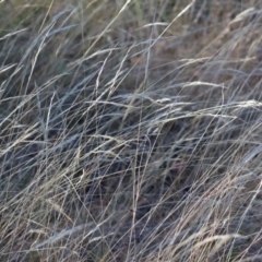 Rytidosperma (genus) (Wallaby Grass) at WREN Reserves - 3 Feb 2024 by KylieWaldon