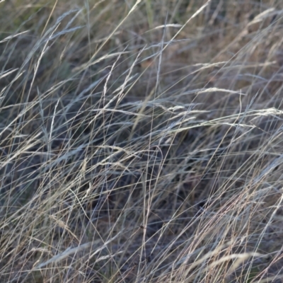 Rytidosperma (genus) (Wallaby Grass) at WREN Reserves - 3 Feb 2024 by KylieWaldon