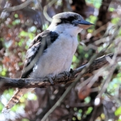 Dacelo novaeguineae (Laughing Kookaburra) at Wodonga - 2 Feb 2024 by KylieWaldon