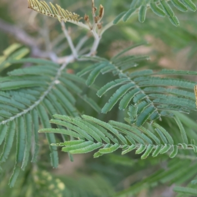 Acacia mearnsii (Black Wattle) at WREN Reserves - 2 Feb 2024 by KylieWaldon