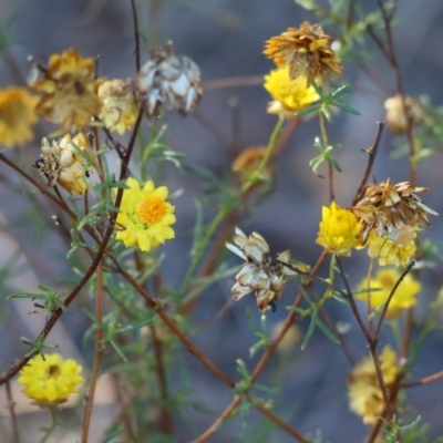 Xerochrysum viscosum (Sticky Everlasting) at Monitoring Site 145 - Riparian - 2 Feb 2024 by KylieWaldon