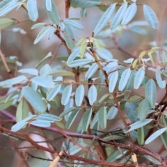 Indigofera australis subsp. australis (Australian Indigo) at Monitoring Site 145 - Riparian - 2 Feb 2024 by KylieWaldon