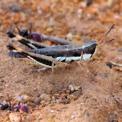 Acrididae sp. (family) (Unidentified Grasshopper) at Monitoring Site 145 - Riparian - 2 Feb 2024 by KylieWaldon