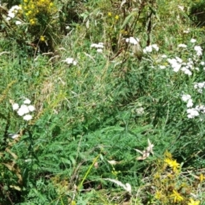 Achillea millefolium at Lower Cotter Catchment - 3 Feb 2024