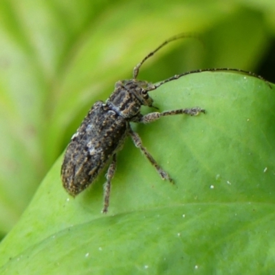 Unidentified Longhorn beetle (Cerambycidae) at Braemar, NSW - 1 Feb 2024 by Curiosity