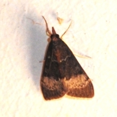 Uresiphita ornithopteralis at Wanniassa, ACT - 3 Feb 2024