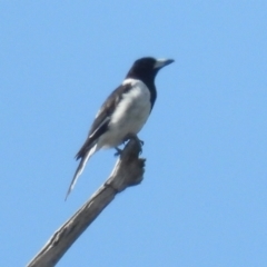 Cracticus nigrogularis (Pied Butcherbird) at Burrinjuck, NSW - 4 Feb 2024 by sduus
