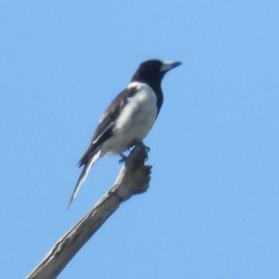 Cracticus nigrogularis (Pied Butcherbird) at Burrinjuck, NSW - 4 Feb 2024 by sduus