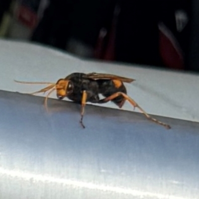 Cryptocheilus bicolor (Orange Spider Wasp) at QPRC LGA - 4 Feb 2024 by Simone