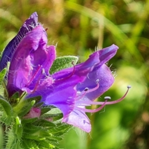 Echium plantagineum at Mount Mugga Mugga - 4 Feb 2024