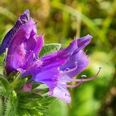 Echium plantagineum (Paterson's Curse) at Mount Mugga Mugga - 3 Feb 2024 by Mike