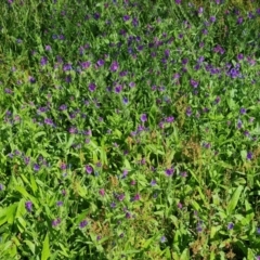 Echium plantagineum at Mount Mugga Mugga - 4 Feb 2024