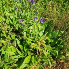 Echium plantagineum at Mount Mugga Mugga - 4 Feb 2024