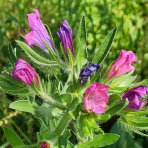 Echium plantagineum at Mount Mugga Mugga - 4 Feb 2024