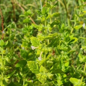 Melissa officinalis at Mount Mugga Mugga - 4 Feb 2024