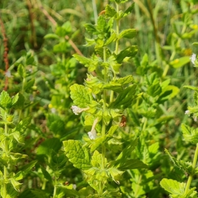 Melissa officinalis (Lemon Balm, Common Balm) at Mount Mugga Mugga - 3 Feb 2024 by Mike