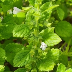 Melissa officinalis at Mount Mugga Mugga - 4 Feb 2024