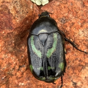 Chlorobapta frontalis at Hall, ACT - 4 Feb 2024