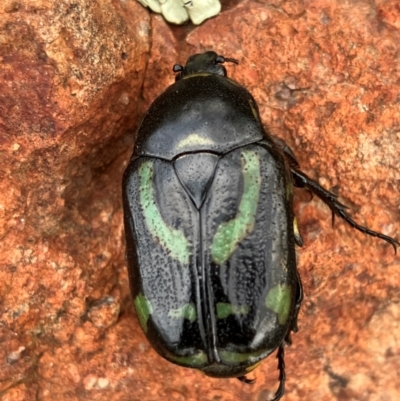 Chlorobapta frontalis (A flower scarab) at Hall, ACT - 3 Feb 2024 by strigo