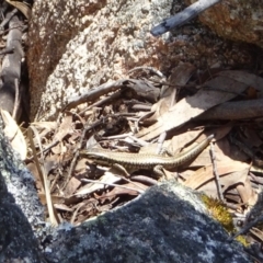 Eulamprus heatwolei (Yellow-bellied Water Skink) at Tharwa, ACT - 15 Oct 2017 by GirtsO