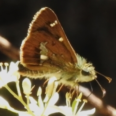 Dispar compacta (Barred Skipper) at Tidbinbilla Nature Reserve - 3 Feb 2024 by JohnBundock