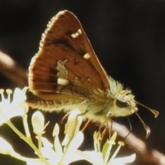 Dispar compacta (Barred Skipper) at Tidbinbilla Nature Reserve - 3 Feb 2024 by JohnBundock