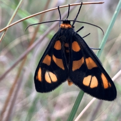 Amata (genus) (Handmaiden Moth) at Hall, ACT - 3 Feb 2024 by strigo