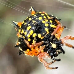 Austracantha minax (Christmas Spider, Jewel Spider) at Hall, ACT - 4 Feb 2024 by strigo