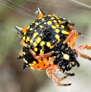 Austracantha minax at Hall, ACT - 4 Feb 2024