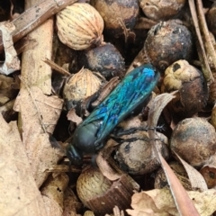 Unidentified Wasp (Hymenoptera, Apocrita) at Blue Haven, NSW - 3 Feb 2024 by LJE