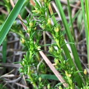 Scleranthus fasciculatus at Hall, ACT - 4 Feb 2024