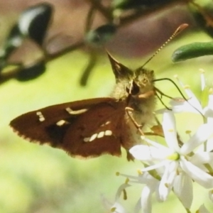 Dispar compacta at Tidbinbilla Nature Reserve - 3 Feb 2024