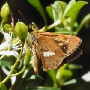 Dispar compacta at Tidbinbilla Nature Reserve - 3 Feb 2024