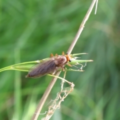 Inopus rubriceps (Sugarcane Soldier Fly) at Lyons, ACT - 3 Feb 2024 by ran452