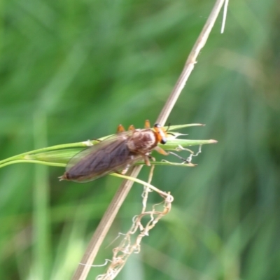 Inopus rubriceps (Sugarcane Soldier Fly) at Lyons, ACT - 4 Feb 2024 by ran452