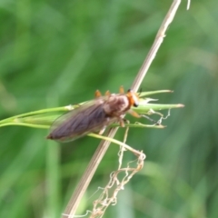 Inopus rubriceps at Lyons, ACT - 4 Feb 2024