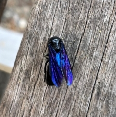 Austroscolia soror (Blue Flower Wasp) at Australian National University - 3 Feb 2024 by CaraLouise