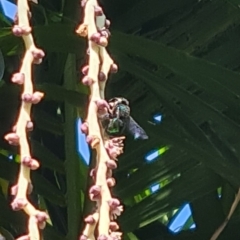 Xylocopa (Lestis) aerata (Golden-Green Carpenter Bee) at Blue Haven, NSW - 3 Feb 2024 by LJE