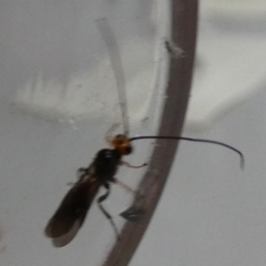 Braconidae (family) at QPRC LGA - suppressed