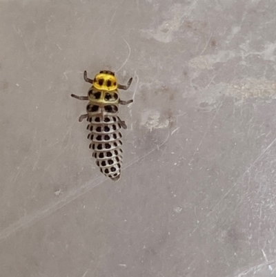 Illeis galbula (Fungus-eating Ladybird) at Theodore, ACT - 4 Feb 2024 by Cardy