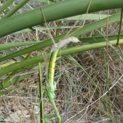 Tenodera australasiae at Bicentennial Park - 3 Feb 2024 by Paul4K