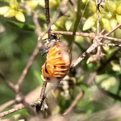 Coccinella transversalis (Transverse Ladybird) at Farrer Ridge - 3 Feb 2024 by melchapman