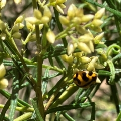 Coccinella transversalis at Farrer Ridge NR  (FAR) - 3 Feb 2024 11:26 AM