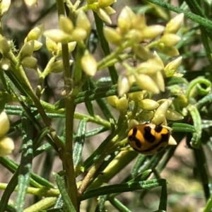 Coccinella transversalis at Farrer Ridge NR  (FAR) - 3 Feb 2024 11:26 AM