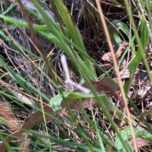 Pterophoridae (family) at Farrer Ridge NR  (FAR) - 3 Feb 2024 11:42 AM