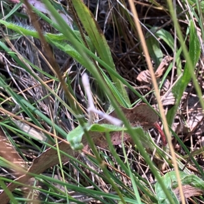 Pterophoridae (family) (A Plume Moth) at Farrer, ACT - 3 Feb 2024 by melchapman